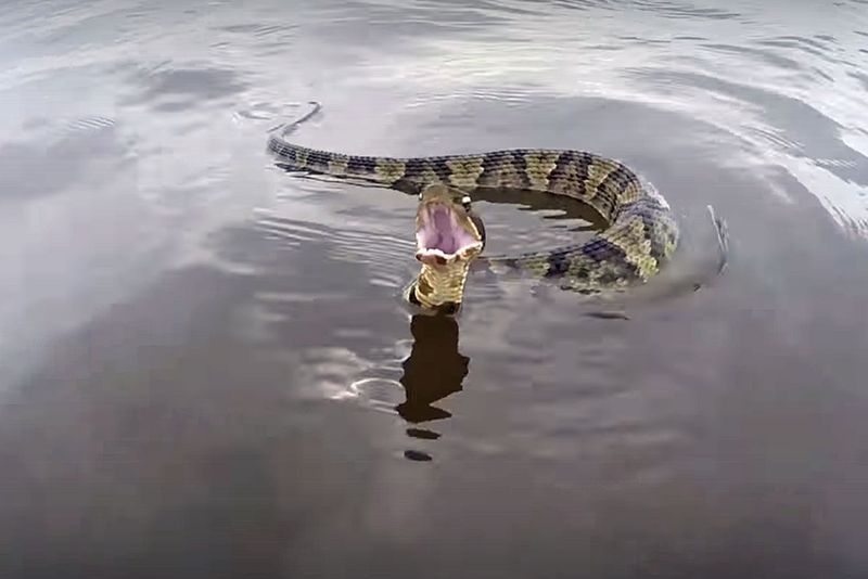 Swimming Abilities