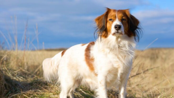 Can You Pronounce These? 15 Dog Breeds With Bizarre Names