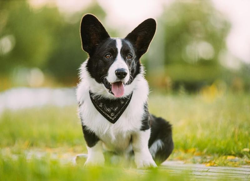 Cardigan Welsh Corgi