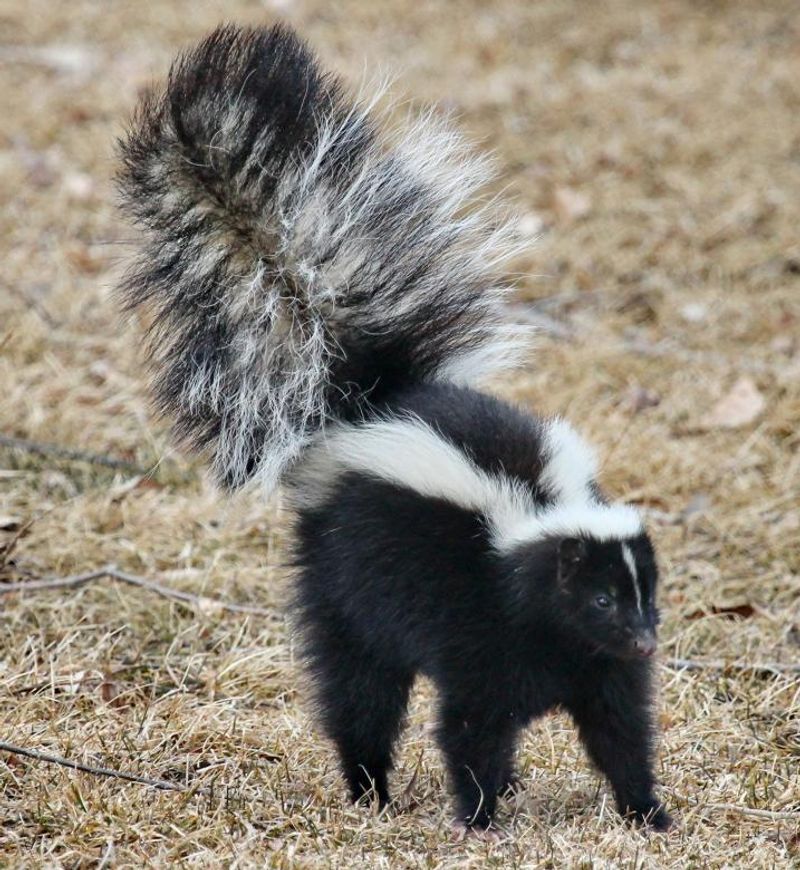 Eastern Spotted Skunk