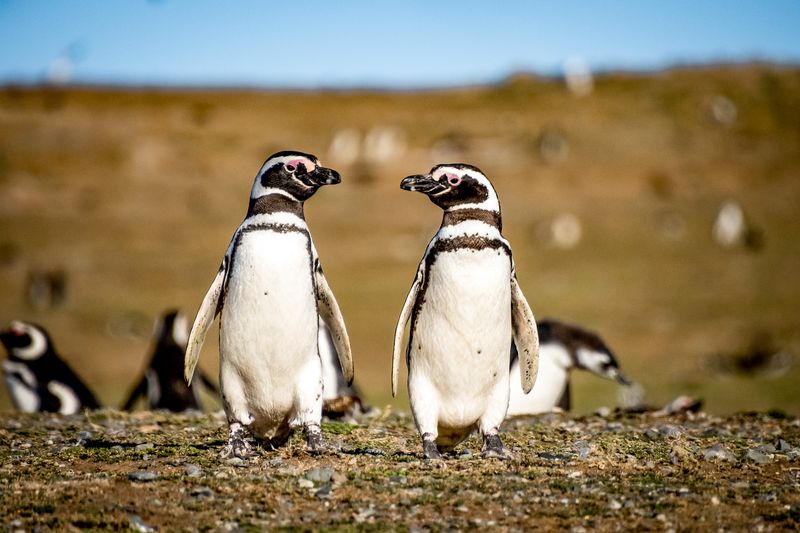 Magellanic Penguin