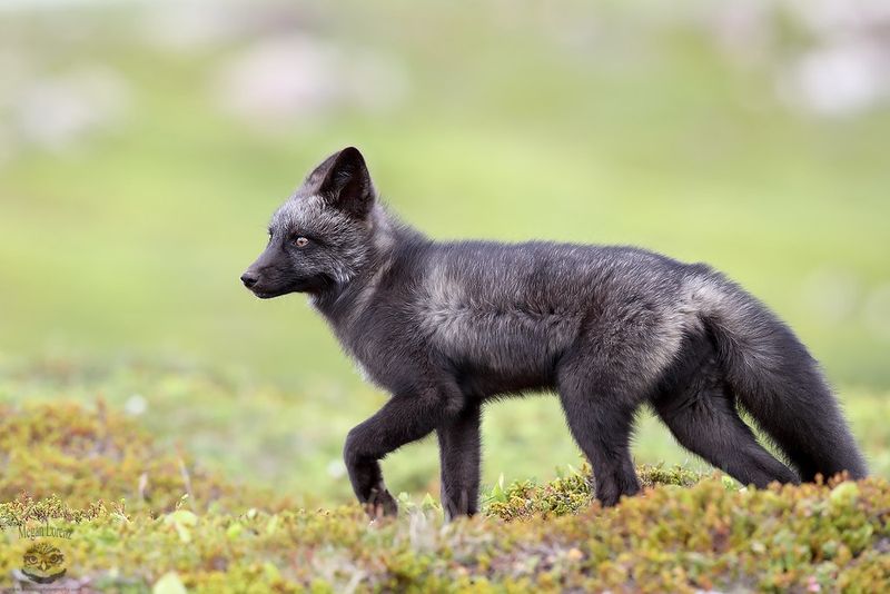 Canadian Wilderness Wonder