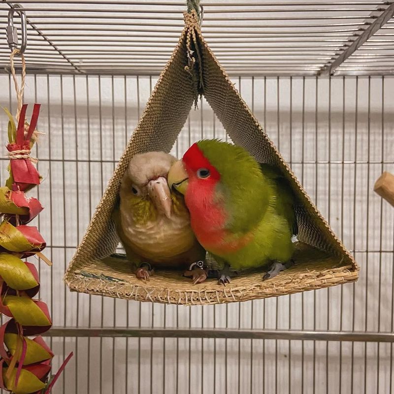Lovebird