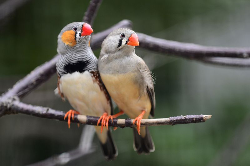 Zebra Finch
