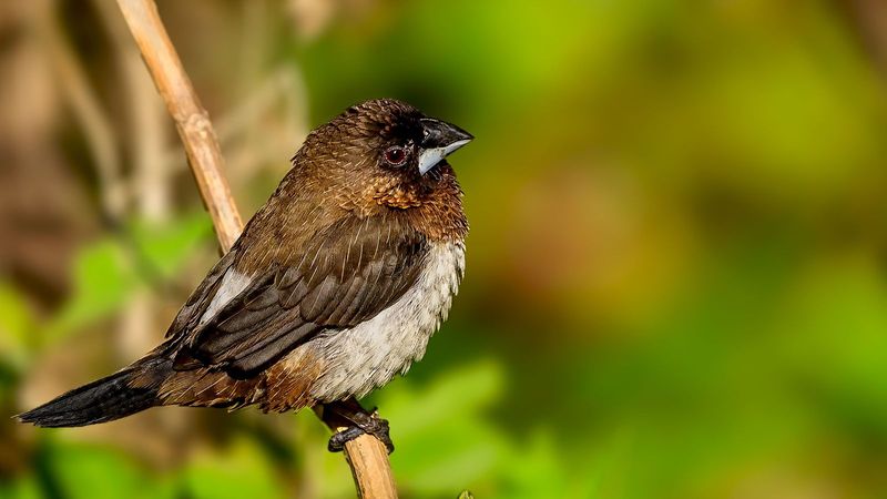 Finch