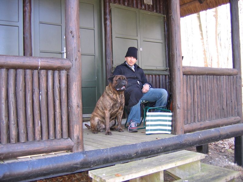 Bullmastiff