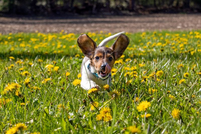 Miniature Dachshund