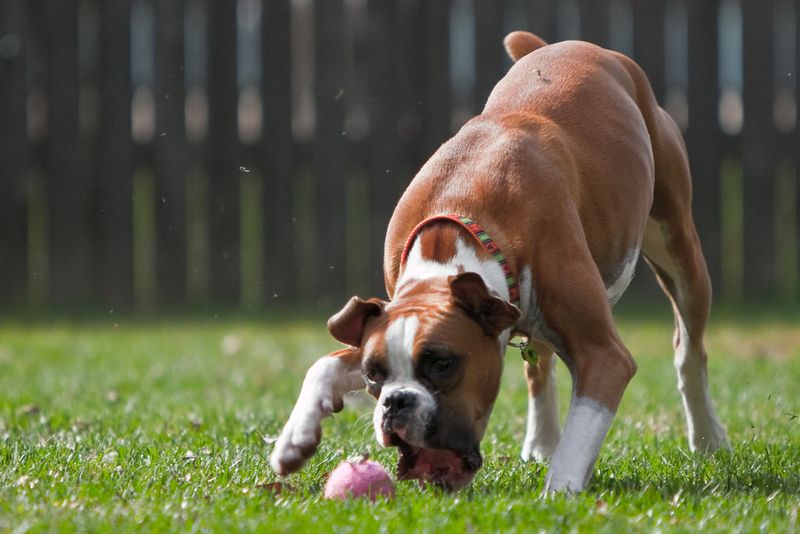 Boxer
