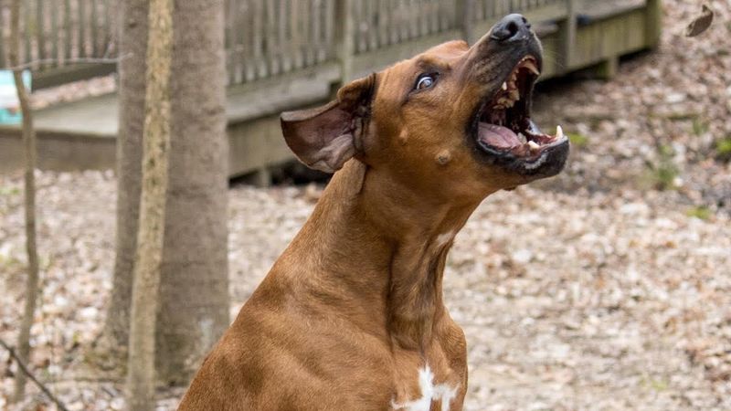 Rhodesian Ridgeback