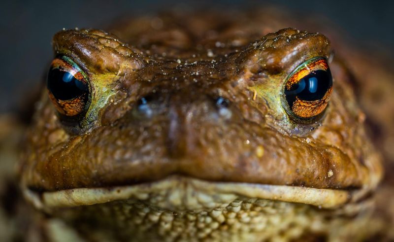 Cane Toad