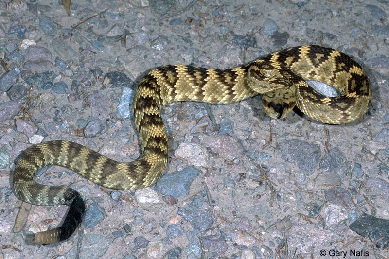 Black-tailed Rattlesnake