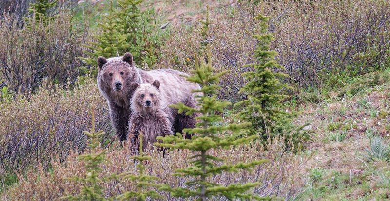 Canmore, Alberta