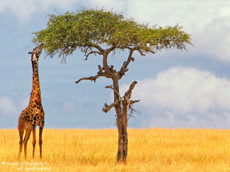 Giraffe
