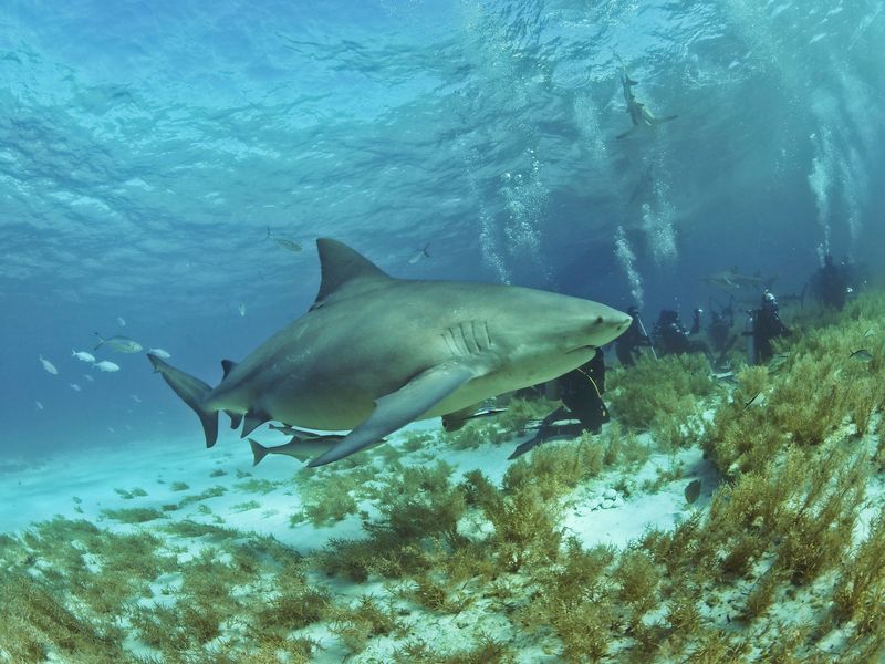 Bull Shark