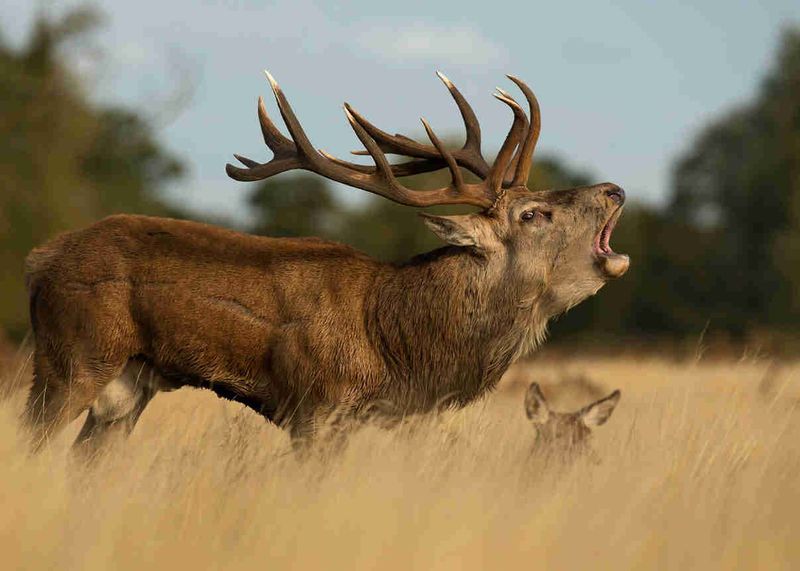 Deer