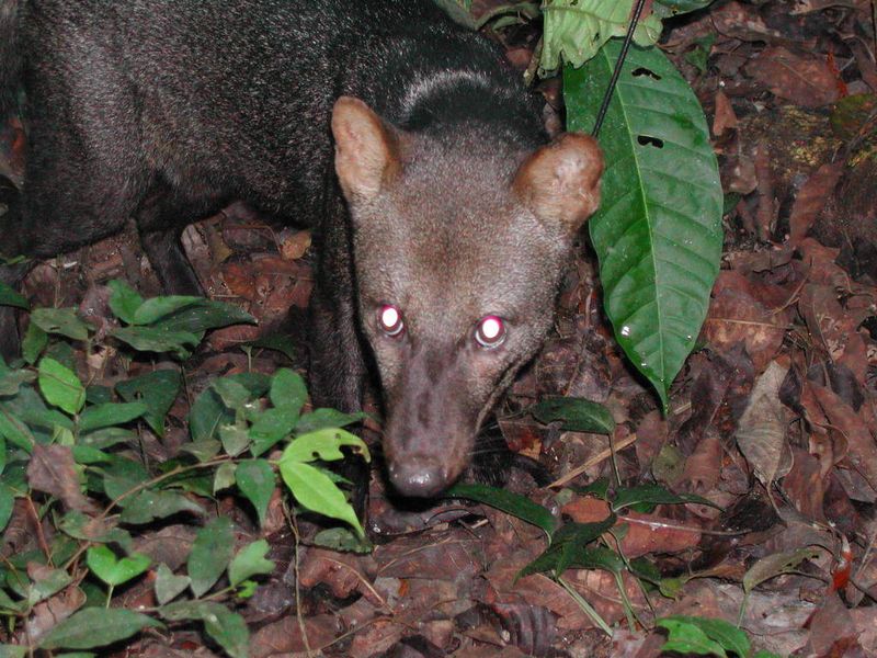 Short-eared Dog