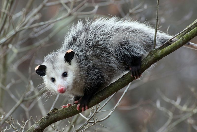 Opossum