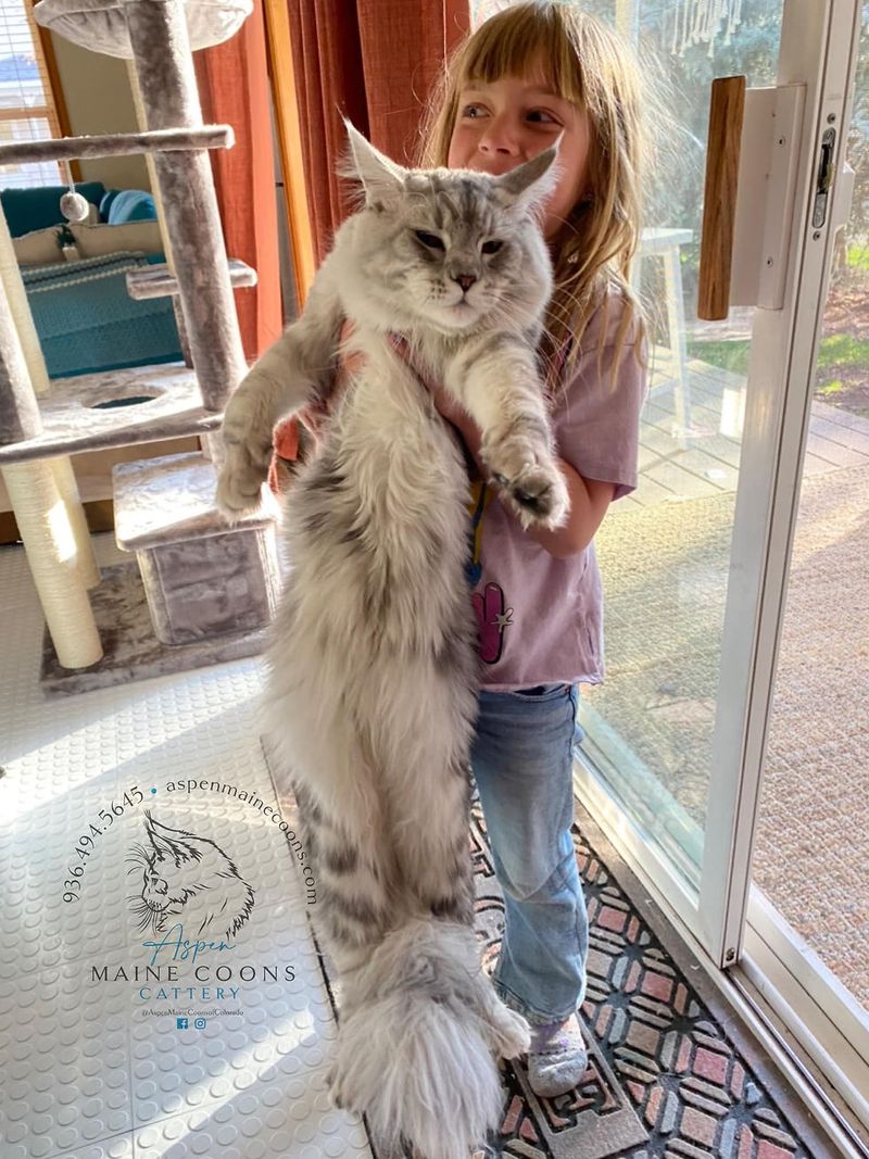 Maine Coon Cat