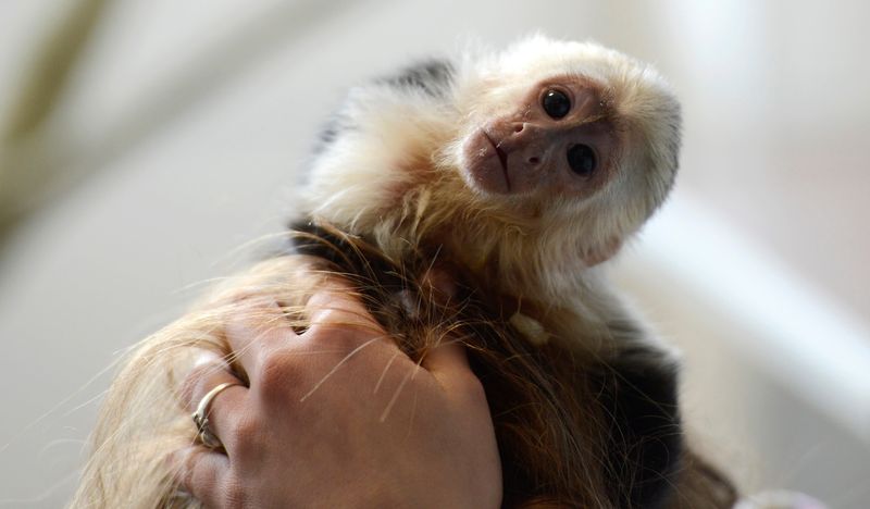 Capuchin Monkeys