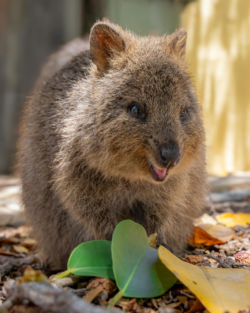 Quokka
