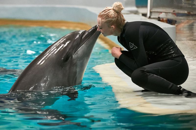 Dolphin
