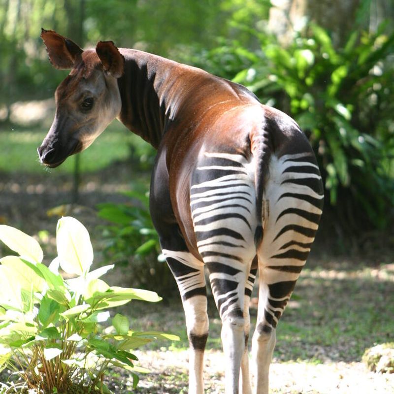Okapi