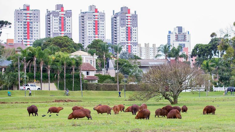 Urban Capybaras