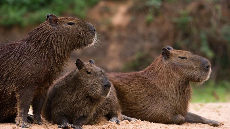 Capybara