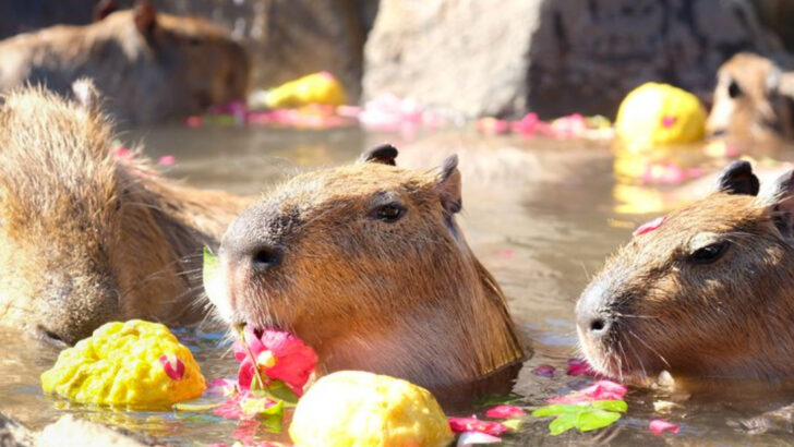 Capybaras: The Laid-Back Rodents Taking Over Social Media