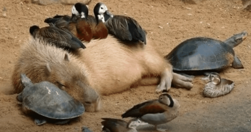 Capybara and Friends