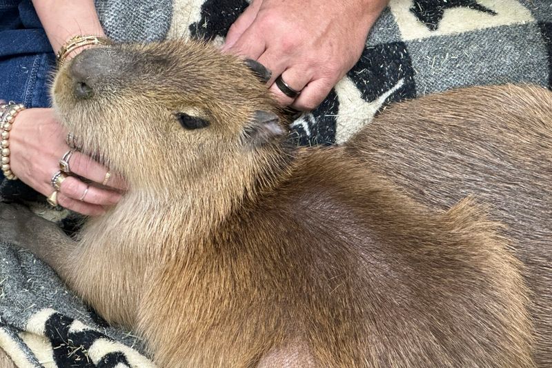 Capybara Celebrity Encounters