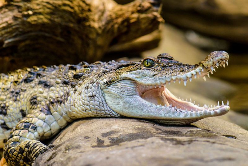 Philippine Crocodile