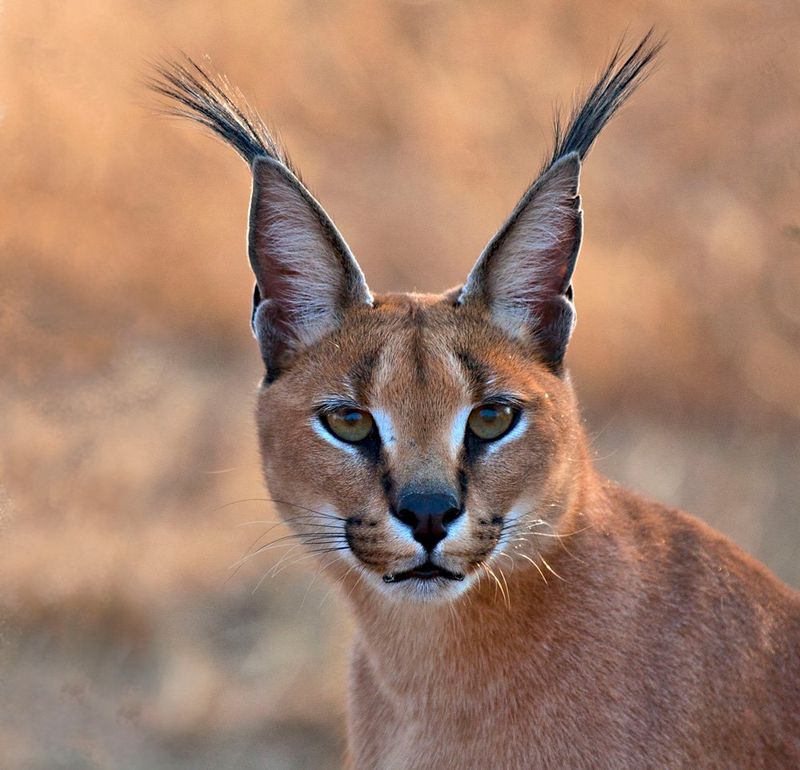 Caracal