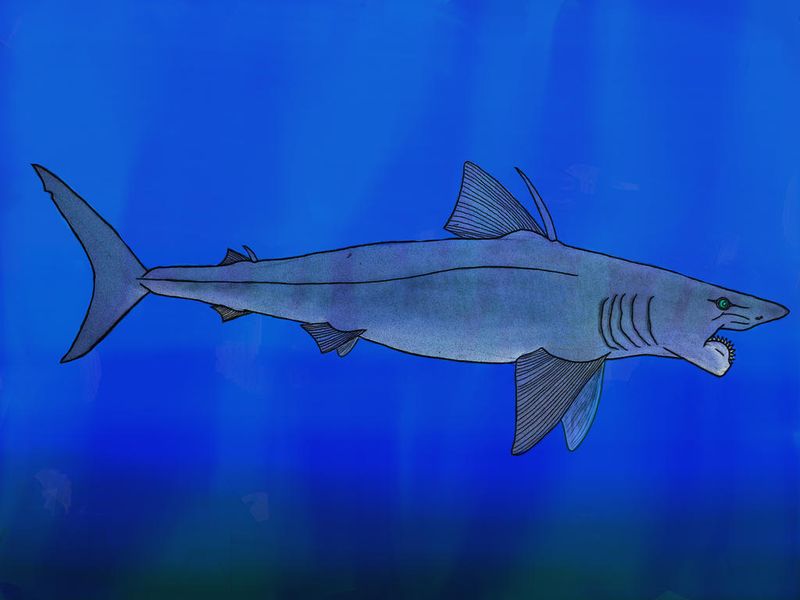 Edestus