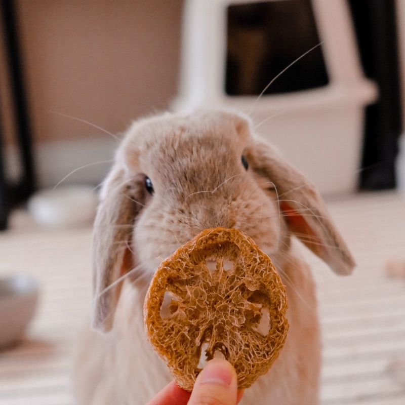 Loofah Chew Toys