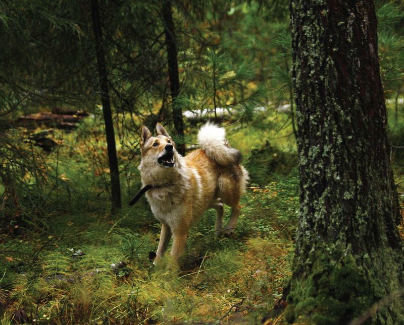 West Siberian Laika
