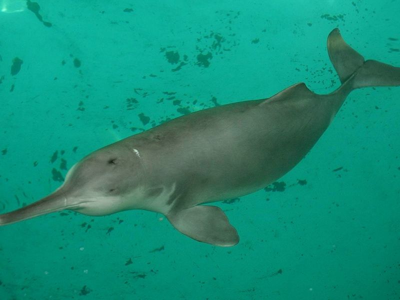 Yangtze River Dolphin