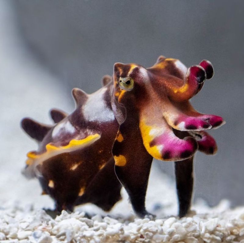 Flamboyant Cuttlefish