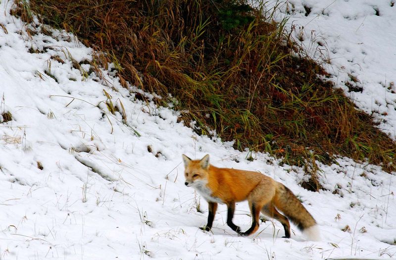 Red Fox