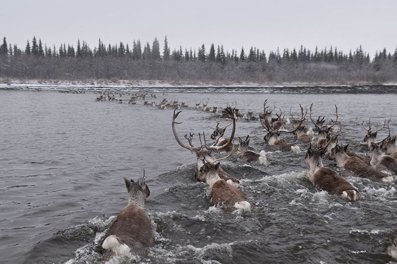 Caribou