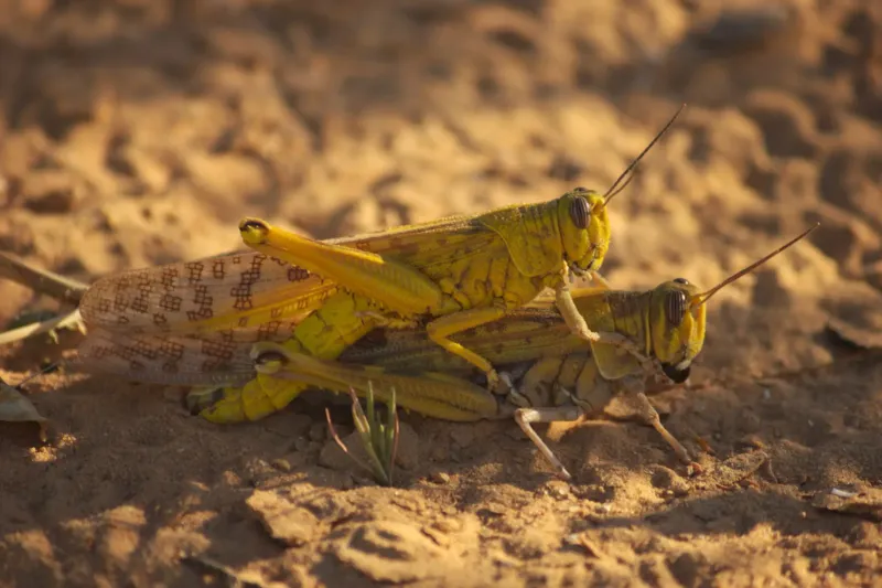 Rocky Mountain Locust