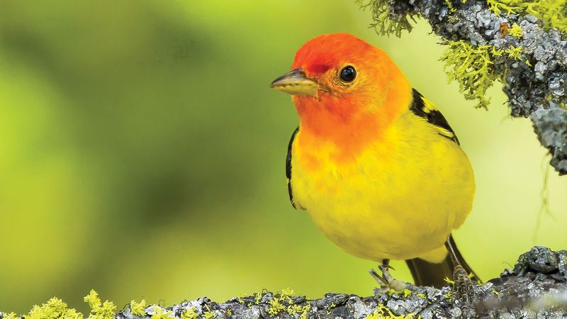 Western Tanager