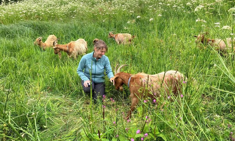 Golden Guernsey Goat