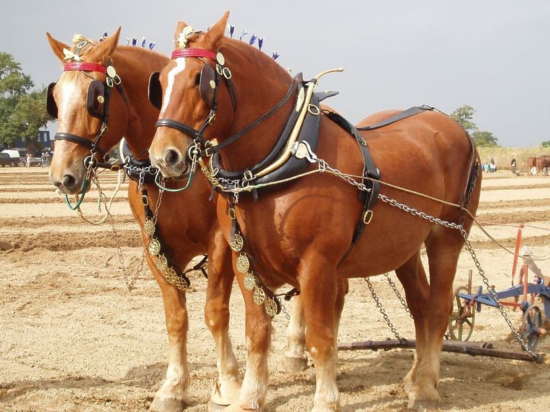 Suffolk Punch