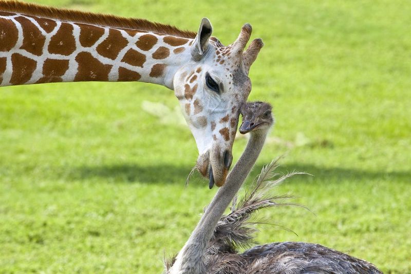 Bea the Giraffe & Wilma the Ostrich