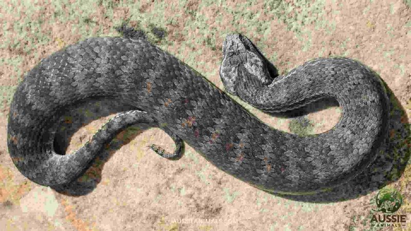 Death Adder