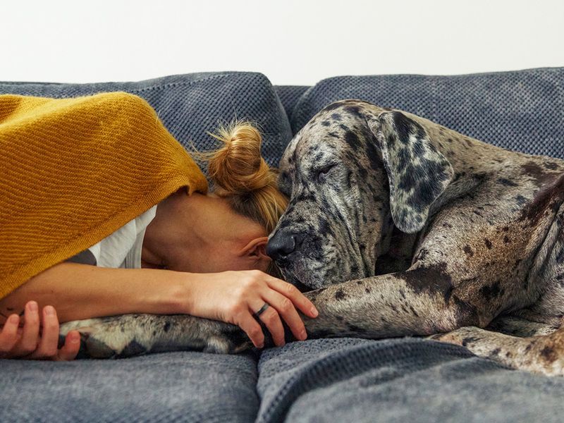 Dog's Alert Behavior