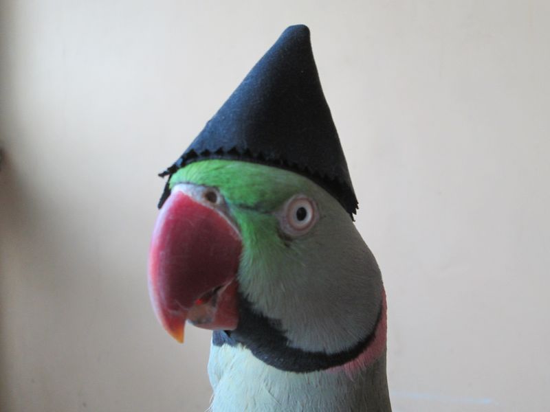 Parrot
