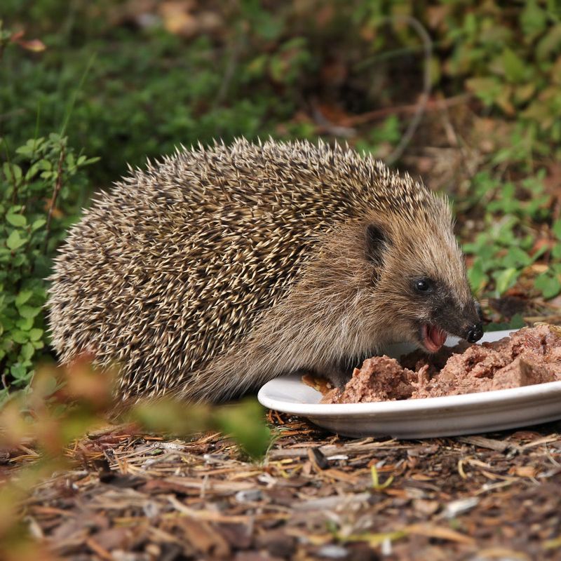 Canned Dog Food
