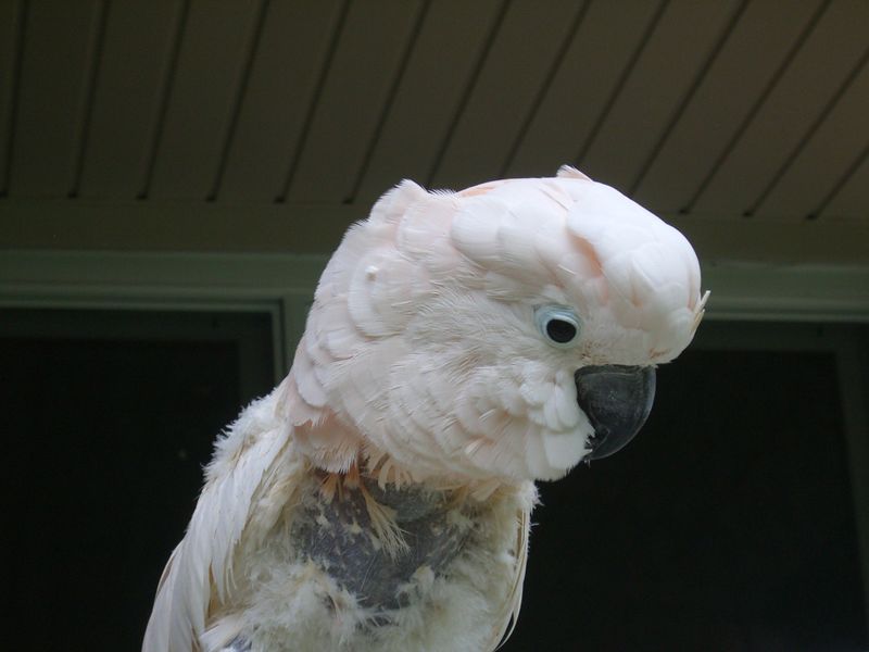 Bird Feather Plucking